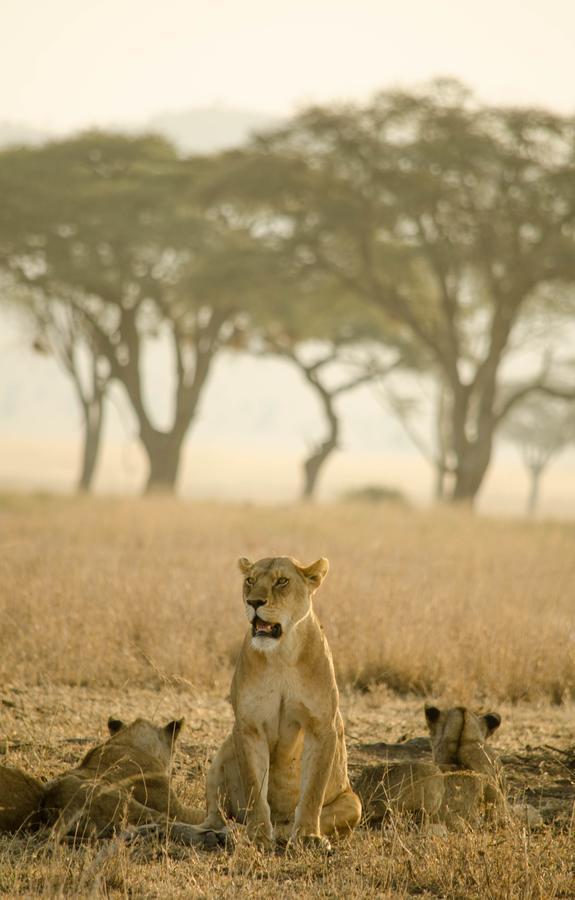 Mawe Tented Camp 세렝게티 외부 사진